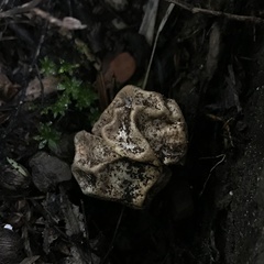 Protubera parvispora