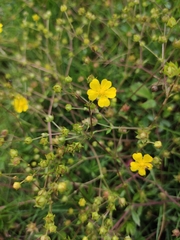 Potentilla kleiniana