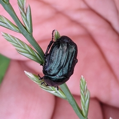 Euphoria sepulcralis