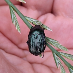 Euphoria sepulcralis