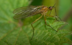 Empis stercorea