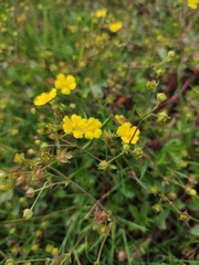 Potentilla kleiniana