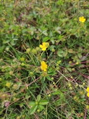 Potentilla kleiniana