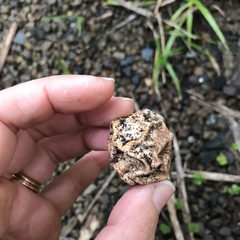 Protubera parvispora