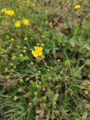 Potentilla kleiniana