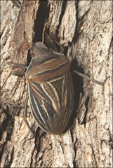 Minchamia hubbardae