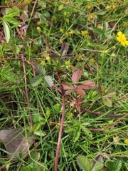 Potentilla kleiniana