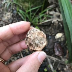 Protubera parvispora