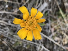 Arnica fulgens