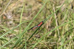 Zygaena punctum