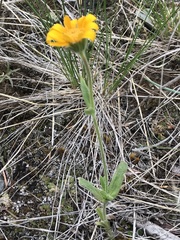 Arnica fulgens