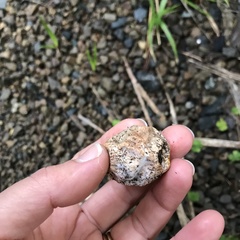 Protubera parvispora