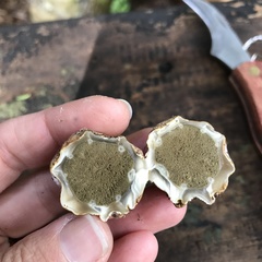 Protubera parvispora