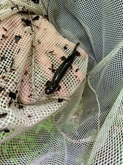 Desmognathus kanawha