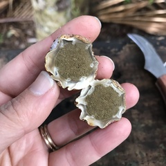 Protubera parvispora