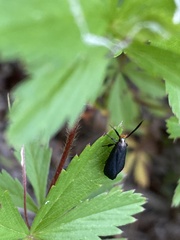 Dichomeris nonstrigella