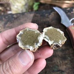 Protubera parvispora