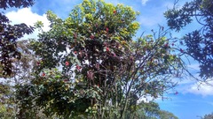 Erythrina rubrinervia
