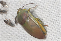 Coleotichus costatus