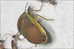 Coleotichus costatus