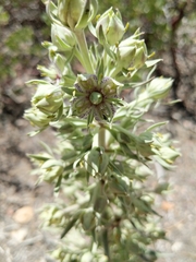 Frasera speciosa