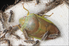 Coleotichus costatus