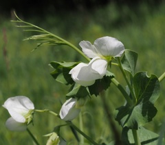 Pisum sativum sativum