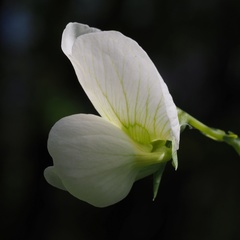 Pisum sativum sativum