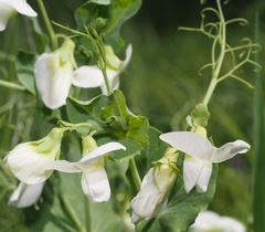 Pisum sativum sativum