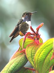 Volcano Hummingbird photo 2