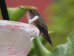 Volcano Hummingbird photo 3