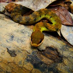 Erythrolamprus epinephalus