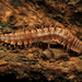 Common Pink Flat-back Millipede - Photo (c) Katja Schulz, some rights reserved (CC BY)