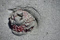 Urticina clandestina