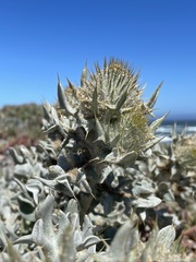 Cirsium rhothophilum