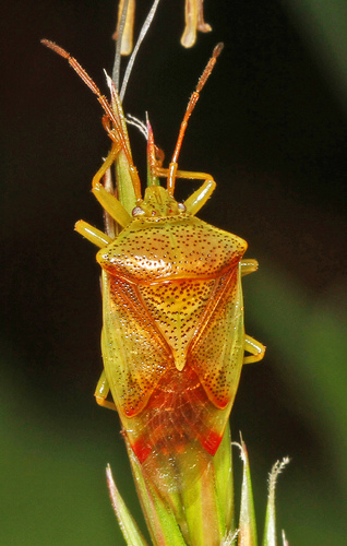 Red-cross Shield Bug
