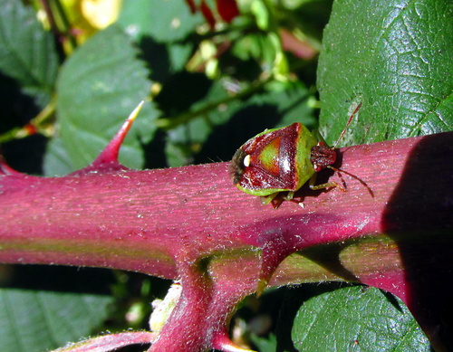 Red-cross Shield Bug