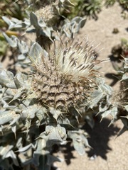 Cirsium rhothophilum