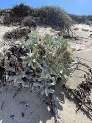 Cirsium rhothophilum