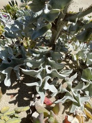 Cirsium rhothophilum