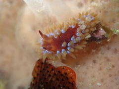 Caldukia rubiginosa