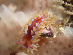 Caldukia rubiginosa