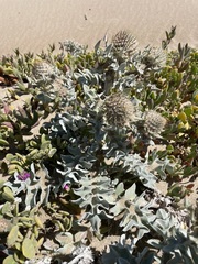 Cirsium rhothophilum