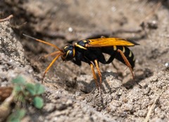 Parabatozonus lacerticida