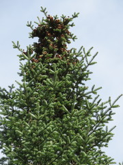 Abies balsamea image