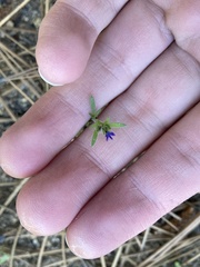 Allophyllum gilioides