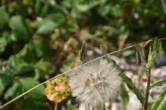 Crepis rubra