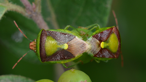 Green Burgundy Stink Bug photo 4
