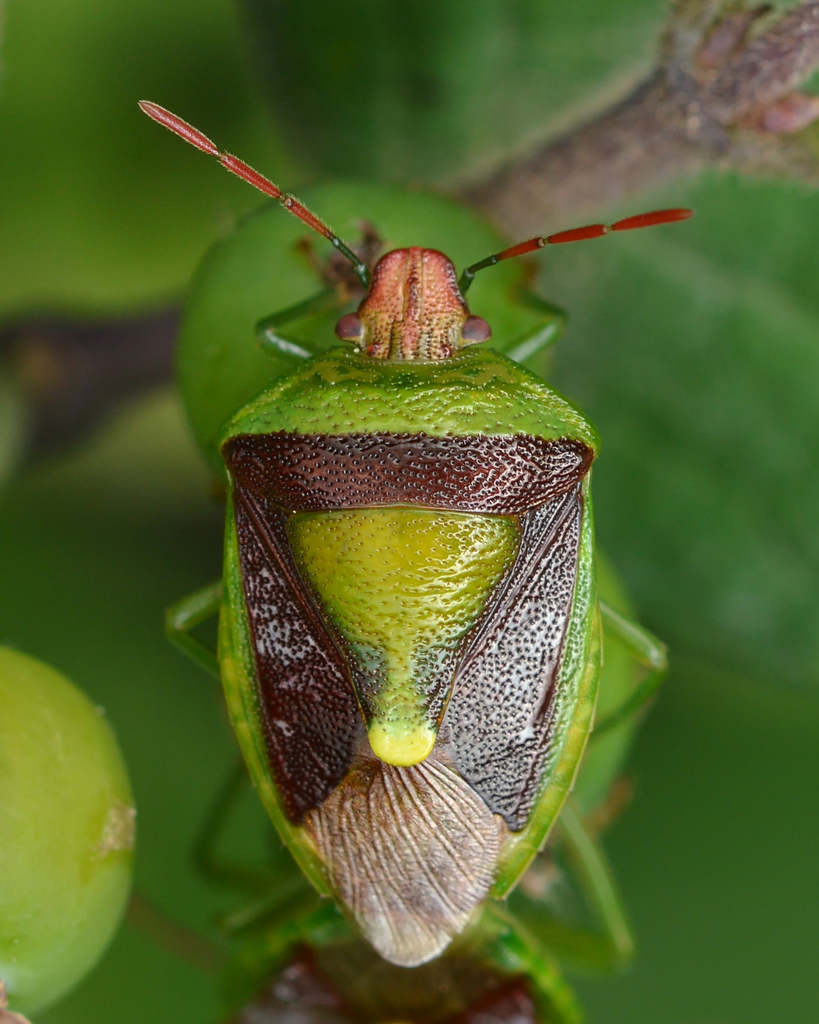 Green Burgundy Stink Bug
