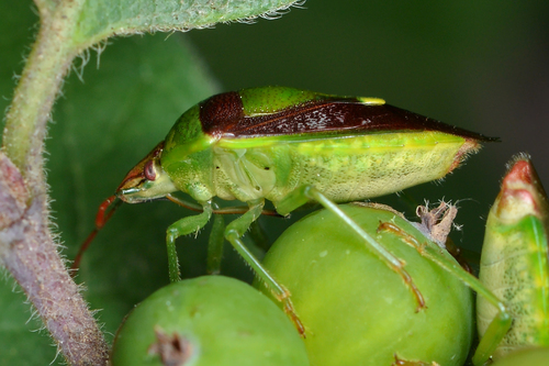 Green Burgundy Stink Bug photo 5